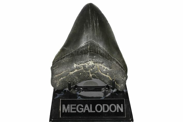 Bargain, 4.64" Fossil Megalodon Tooth - South Carolina